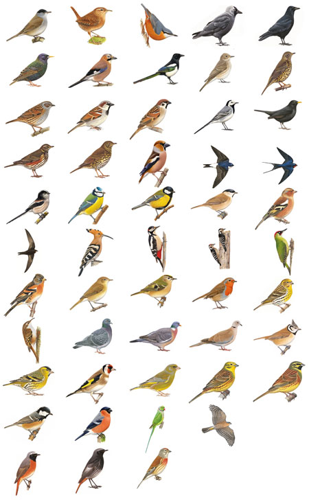 https://www.oiseauxdesjardins.fr/index.php