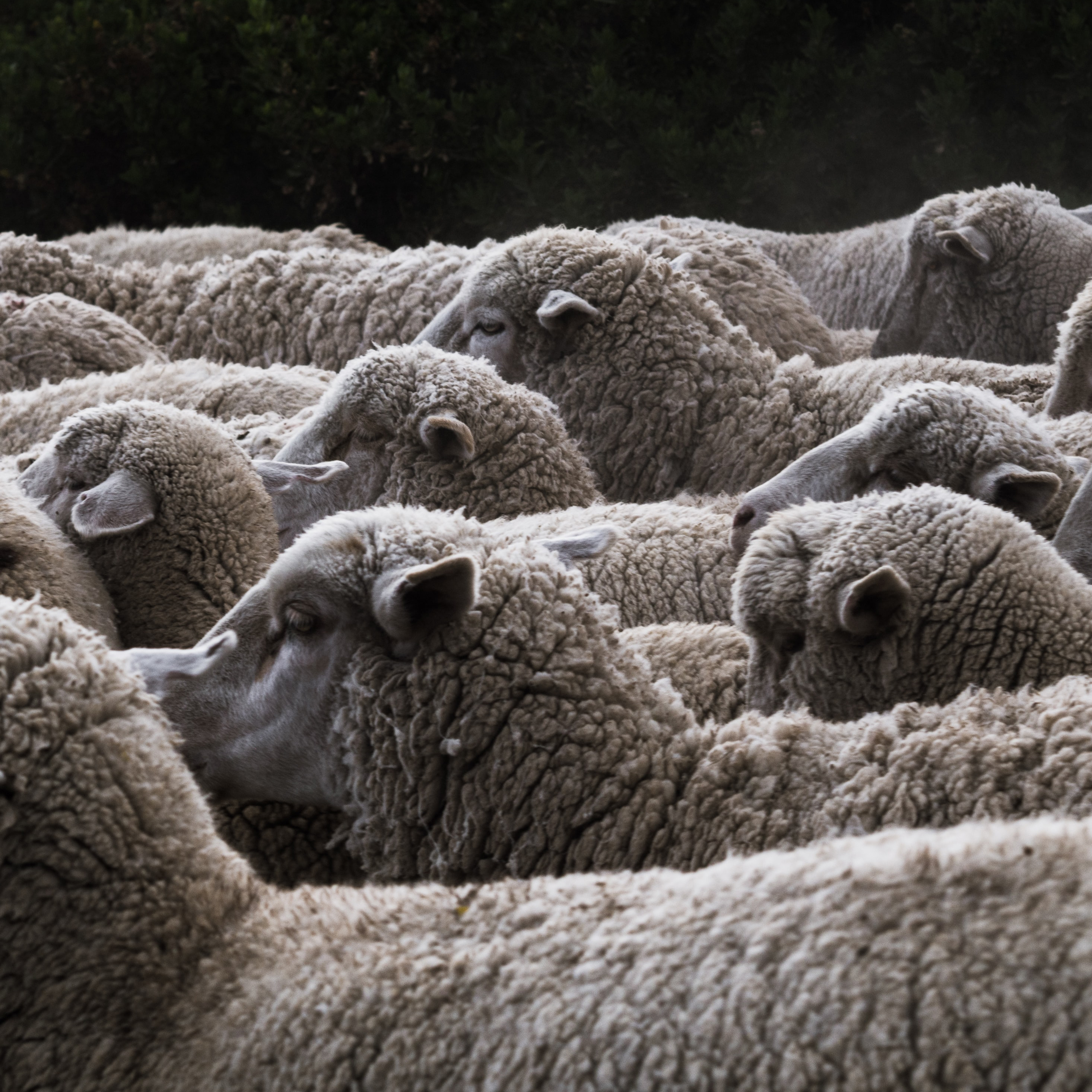 la laine de mouton